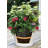 Ups-A-Daisy Round Indoor/Outdoor Planter Insert-327278886-327278887