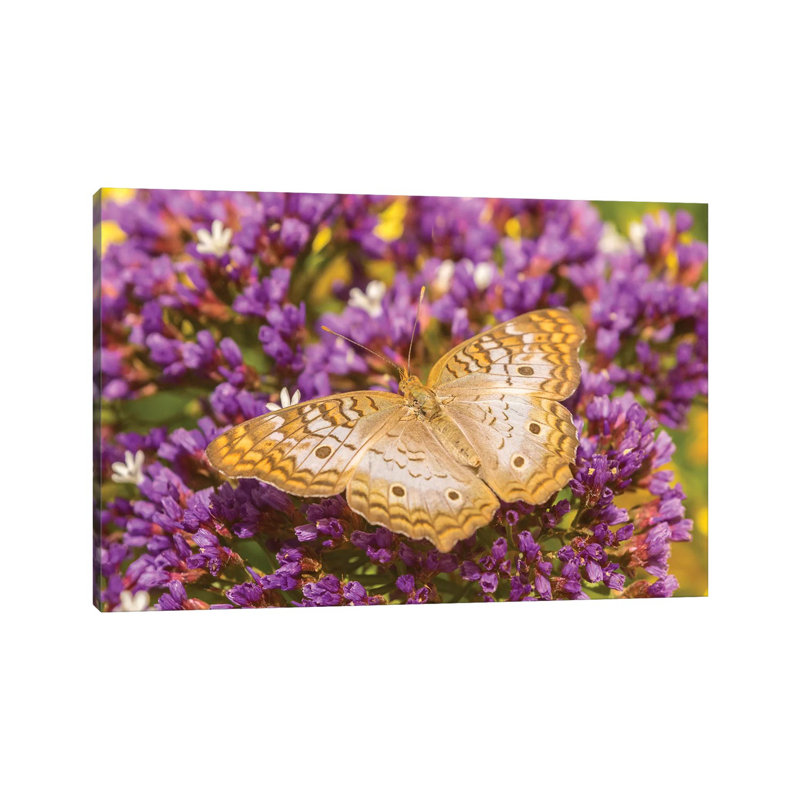 USA, Arizona, Desert Botanic Garden. White Peacock Butterfly. by Jaynes Gallery - Wrapped Canvas Print