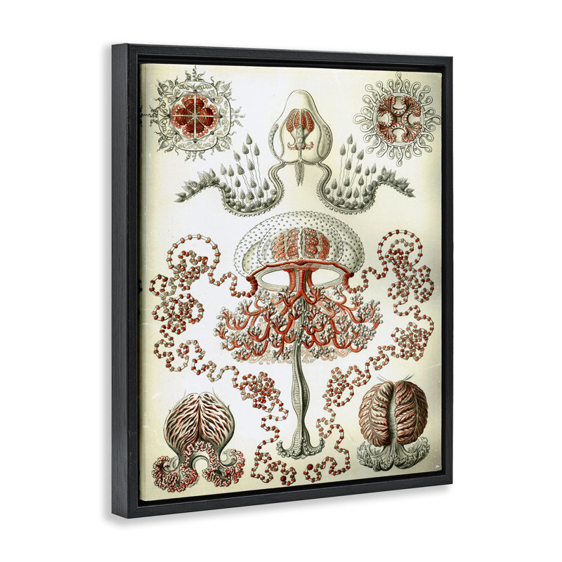  «Classic Haeckel» par Graffi * Tee, Cadre flottant noir de jais, H 21 po x l 17 po