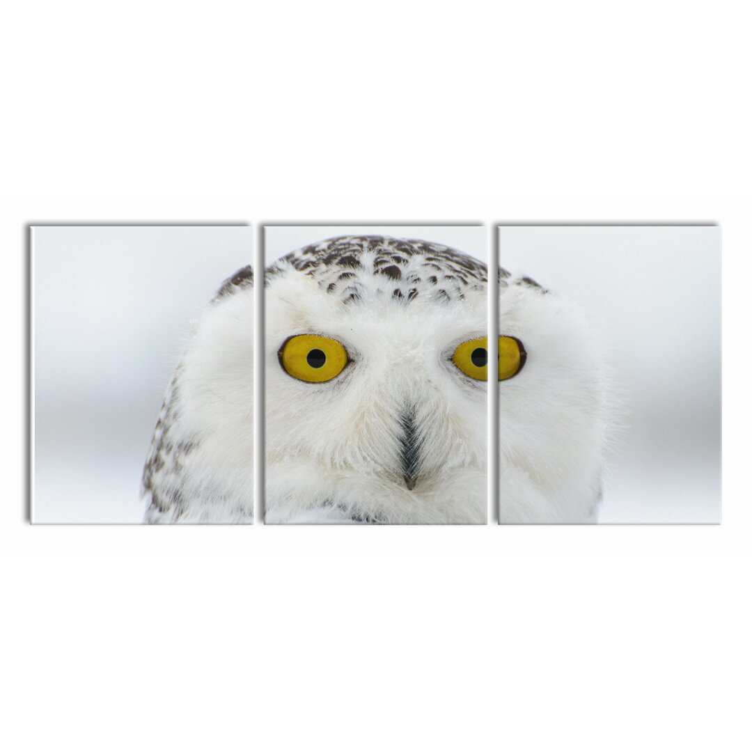 3-tlg. Leinwandbilder-Set Watchful Snow Owl