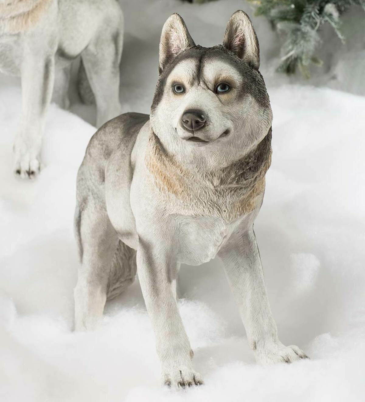 are siberian huskies compatibles with parrots