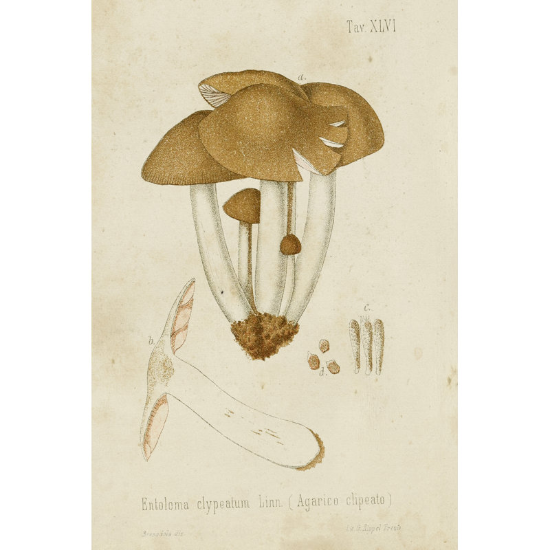 Mushroom Varieties V - Wrapped Canvas Painting, Black Floater Framed, 91 cm H x 61 cm W