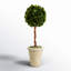 Thisbe 18.5'' Boxwood Topiary in Earthenware Pot
