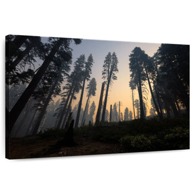 Harnek Redwoods Forest Fire