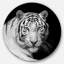 «Staring Bengal White Tiger», reproduction d'impression sur métal-37315216