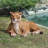 Grand-Scale Lioness Lying Down Statue