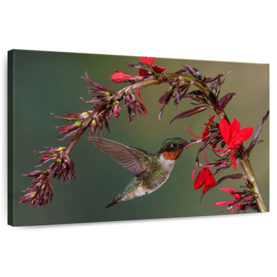 Brampt Fluttering Hummingbird