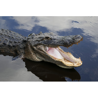 " American Alligator "
