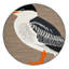  Tapis lavable Caspian Tern Birds-130293970