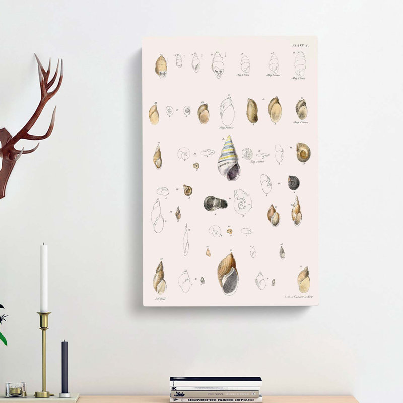 Types Of Seashells PL. 4 by J.E. De Kay - Wrapped Canvas Painting, 50cm H x 35cm W x 3cm D
