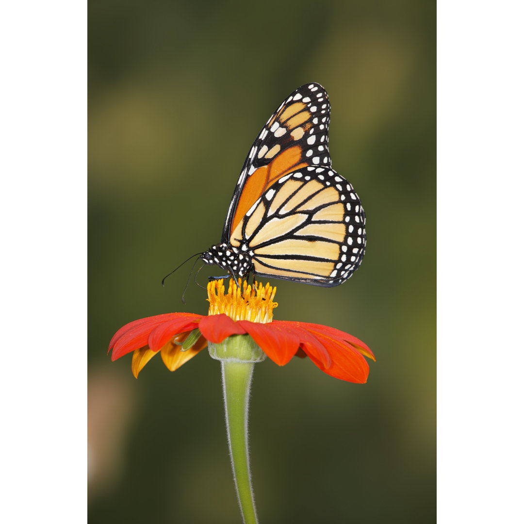 Monarch Schmetterling auf Blume - Druck