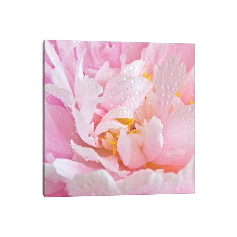 Peony Unfurled - Wrapped Canvas Print, 30.48 cm H x 30.48 cm W