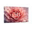 Plantes et fleurs fleur de lotus rose gros plan-1667443050