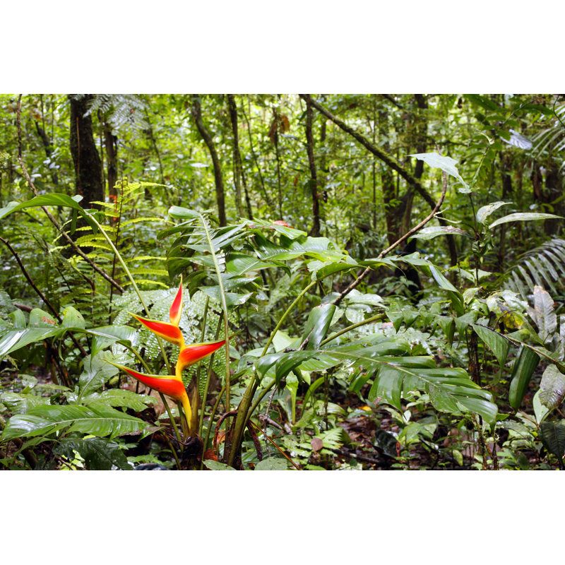Tropical RainForest - Wrapped Canvas Print, 51cm H x 76cm W