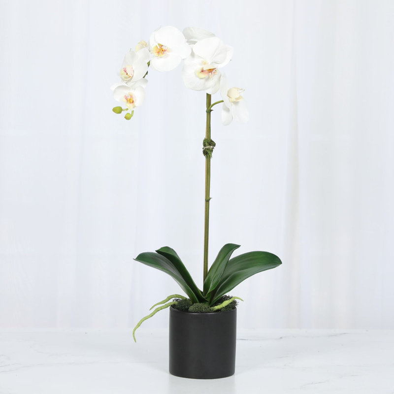 Orchid Arrangement In Pot, White, Black