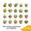 20 Piece Costa Farms Live Mini Succulent Low Maintenance Plant in Plastic Nursery Pot