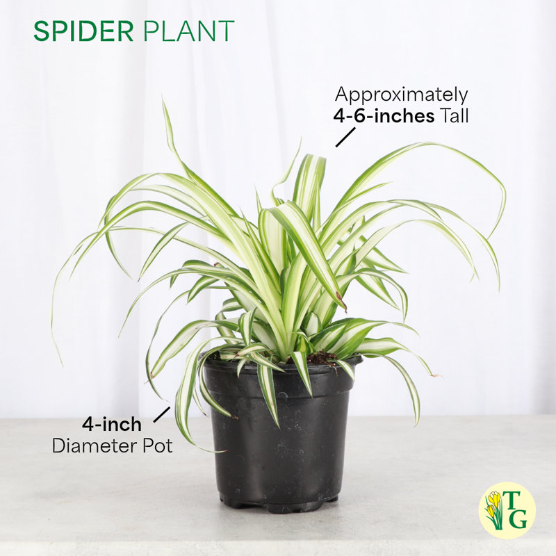 Live Spider Plant
