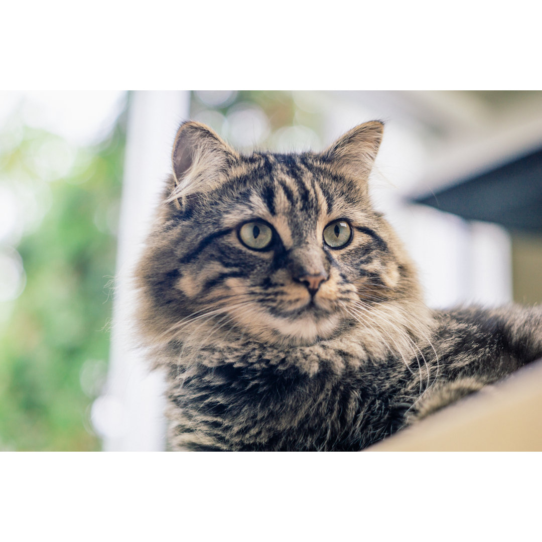 Maine Coon Cat von Instants - Druck auf Leinwand ohne Rahmen