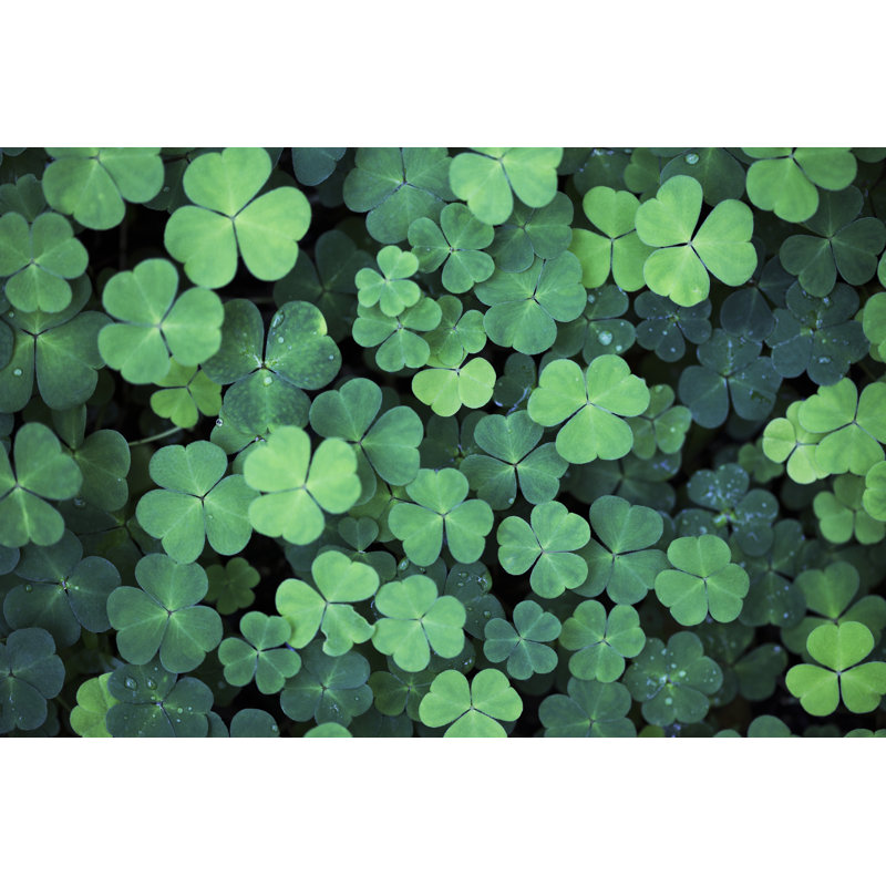 Clover Field Background by Aristotoo - No Frame Print on Canvas, 61cm H x 91cm W