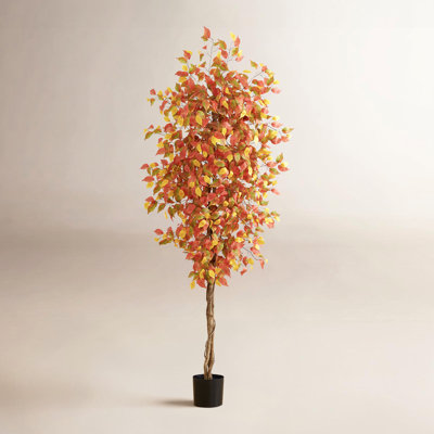 Ficus 84 po en pot