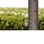 Tapis vert à poils longs treillis Rugs.com Ruth-835515004