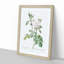 Autumn Damask Rose by Pierre-Joseph Redoute - Framed Print-55456888-55456893