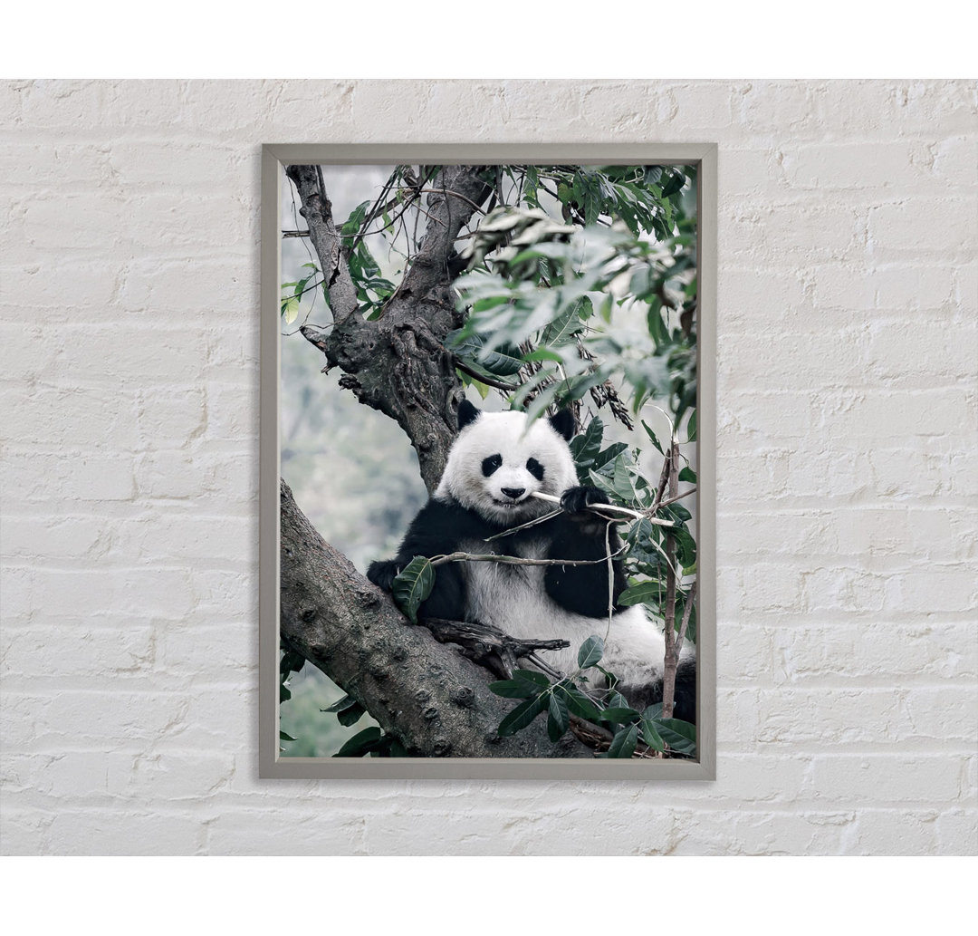 Panda Tree Lover - Druck