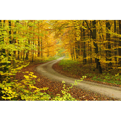 Hiking Path Through Mixed Deciduous Tree Forest by AVTG - No Frame Art Prints on Canvas