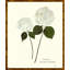 Plants & Flowers Print