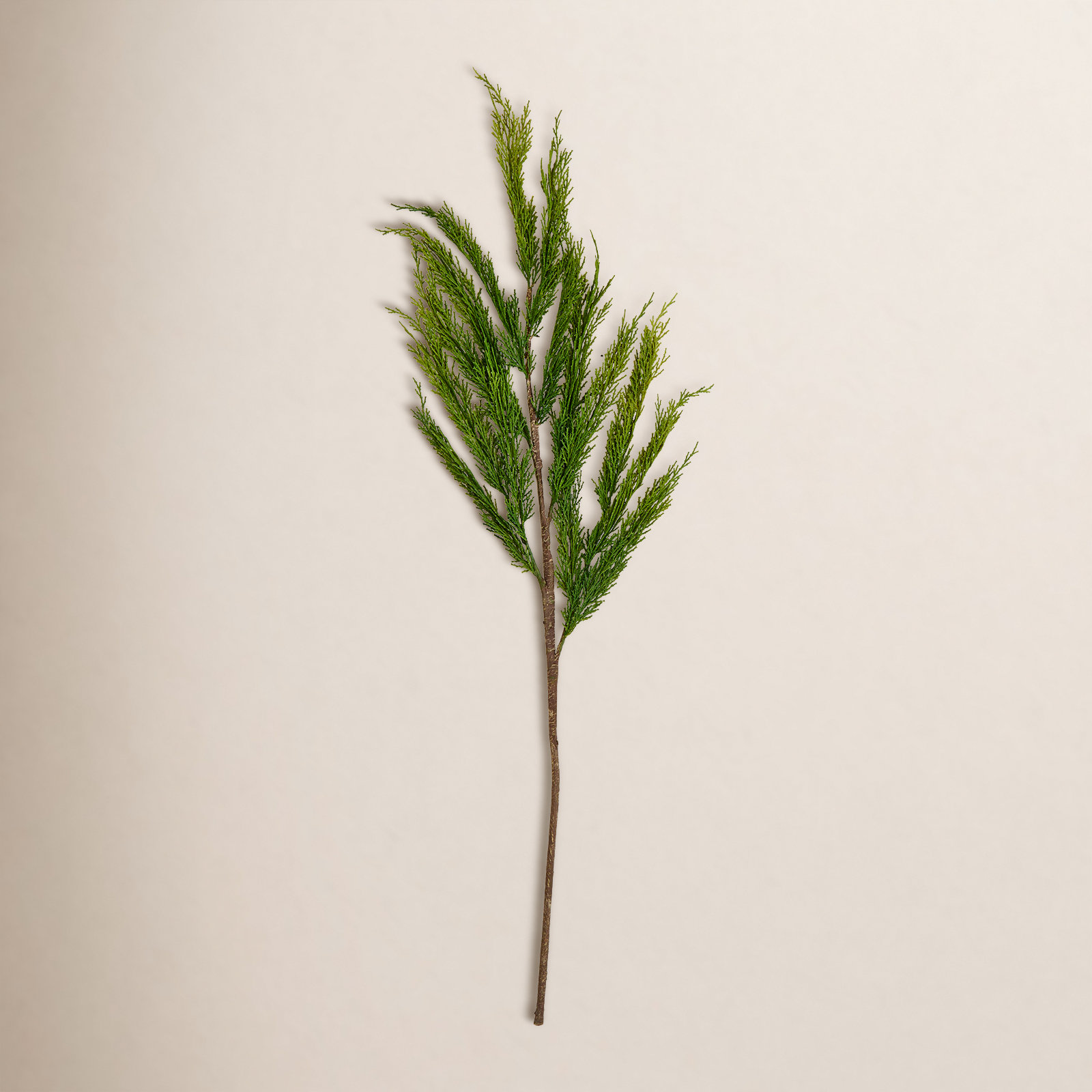Pine Cypress Stems