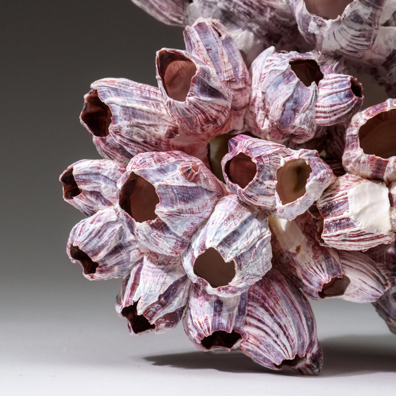 Genuine Purple Acorn Barnacle Cluster (1.5 Lbs)