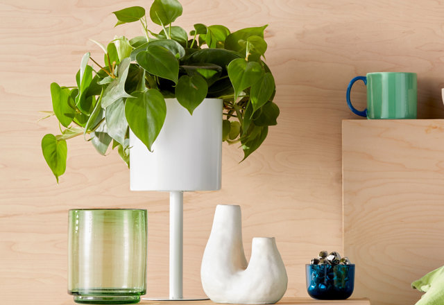 Live Plants Delivered in Days
