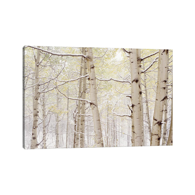 Autumn Aspens With Snow, Colorado, USA - Wrapped Canvas Print, 20.32 cm H x 30.48 cm W