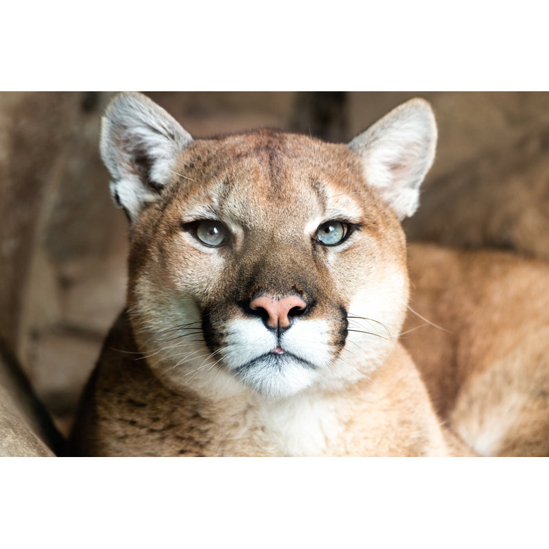 Lynx Face Closeup - Wrapped Canvas Print, 30cm H x 46cm W x 3.8cm D
