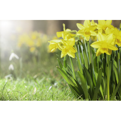 " Daffodils Growing In A Spring Garden " by Simotion