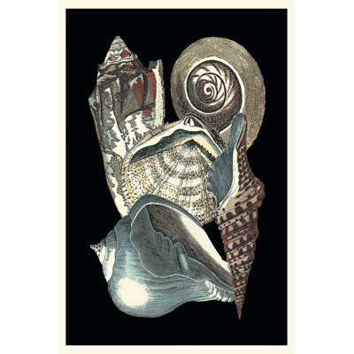 Seashell Anthology I - Wrapped Canvas Print