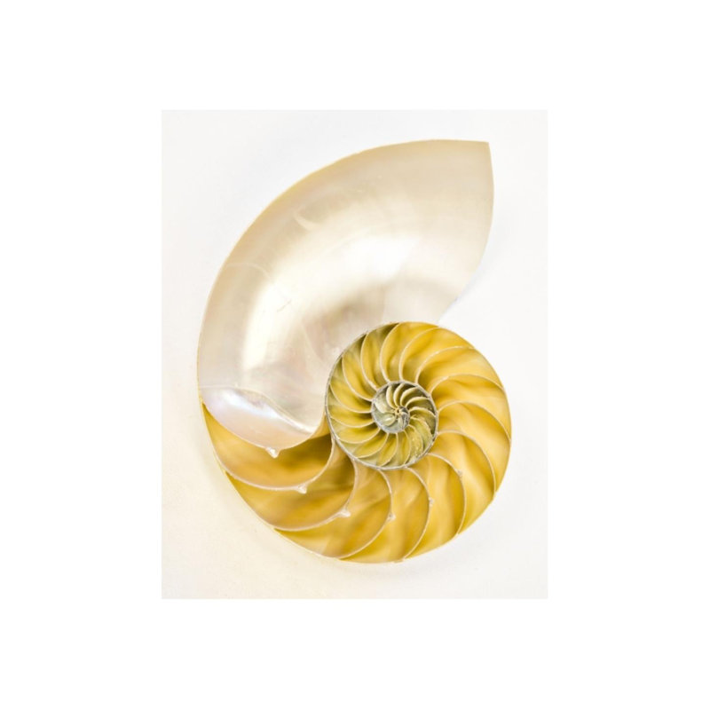 Coastal Objects I Print by Barclay Butera, 38" H x 30" W, Glass Coat