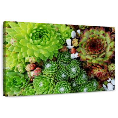Harnek Succulent Varieties