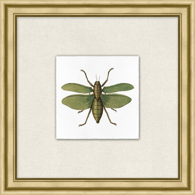 Flying Specimen 2 Print by Lillian August