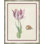 Flower " Flower Seashell And Insect IV " by Raul Dufy