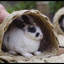 Stephens Weather Resistant Rabbit Hutch