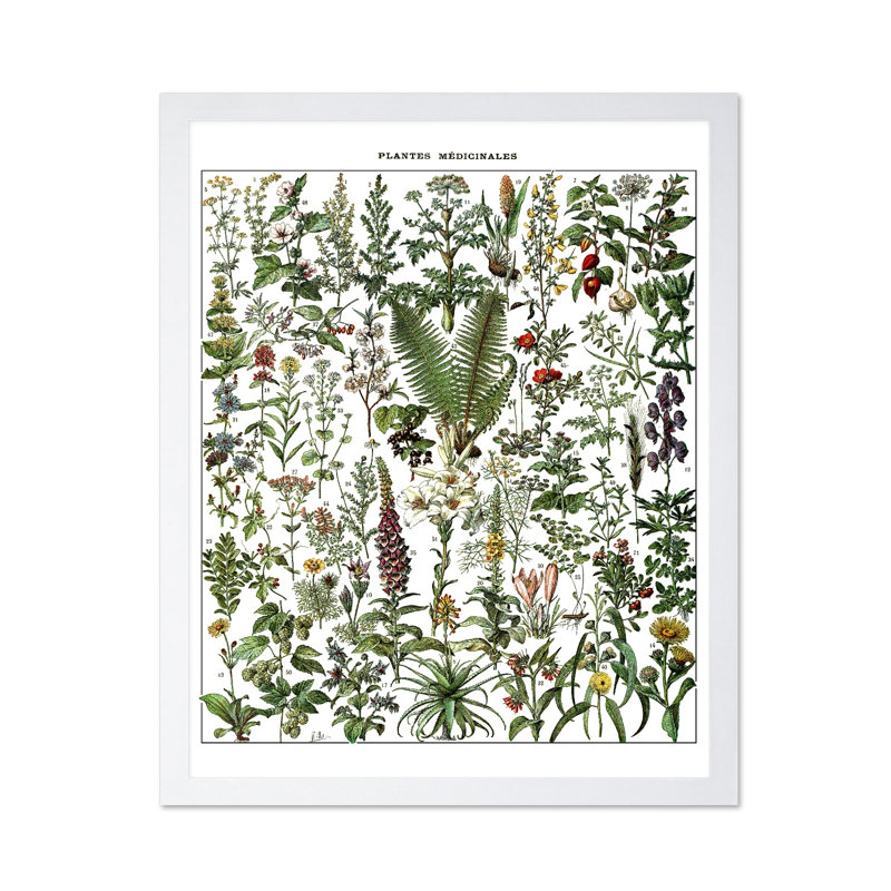 Adolphe Millot - Plante médicale, Affiche, H 12 po x l 16 po, Encadrement blanc