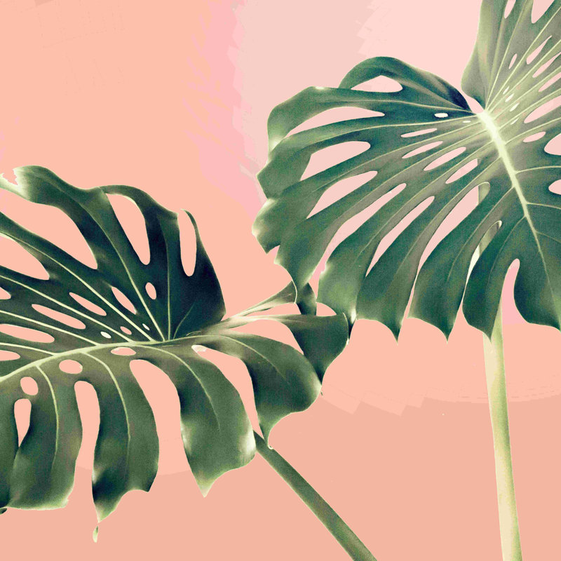 «Monstera Blush», impression sur toile tendue, H 36 po x l 36 po