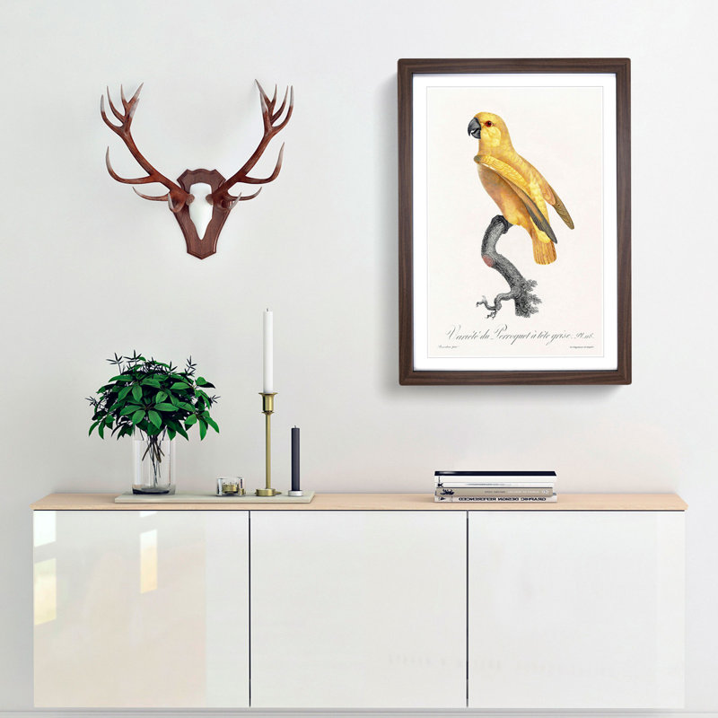 Senegal Parrot by F. Levaillant - Picture Frame Painting Print, 65cm H x 48cm W x 2cm D, Walnut Framed