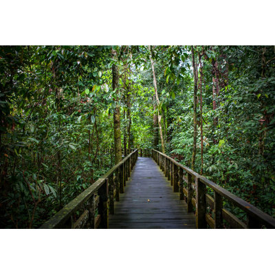 " Footbridge In A Rainforest "