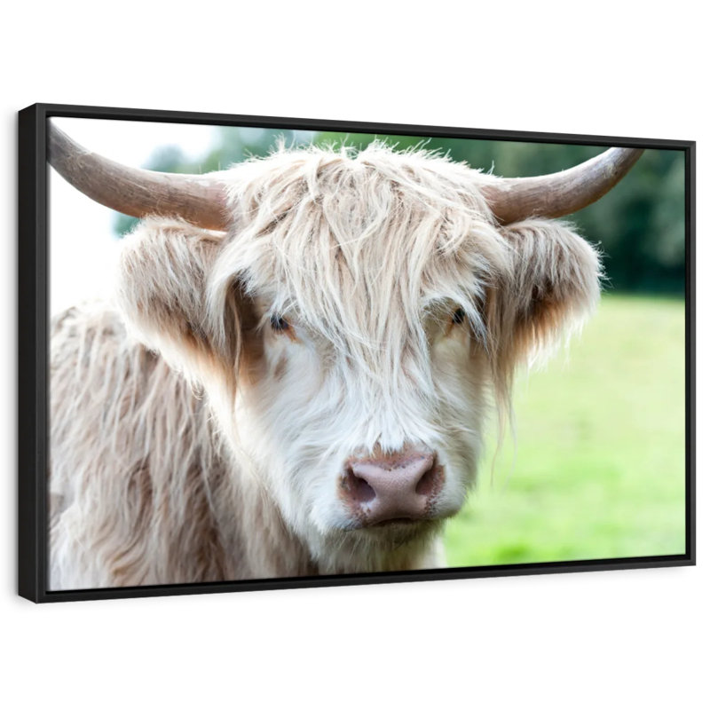 " Glasgow Highland Cow ", 37" H x 25" W