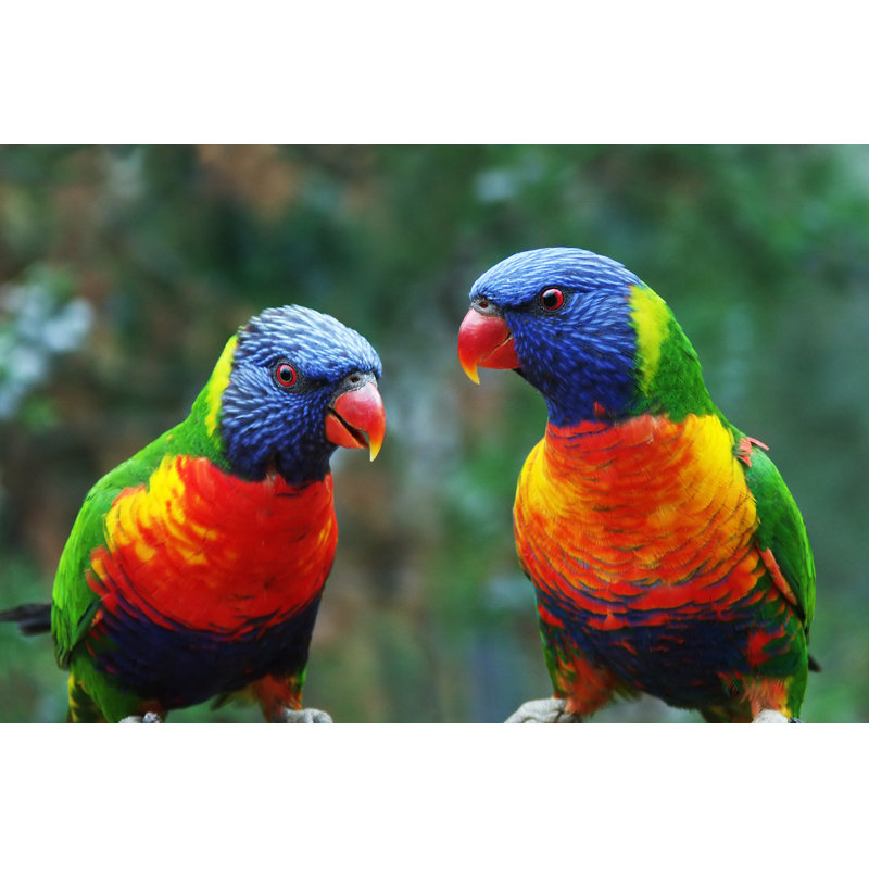 Talking Parrots by Fpm - Wrapped Canvas Print, 61cm H x 91cm W x 3.8cm D