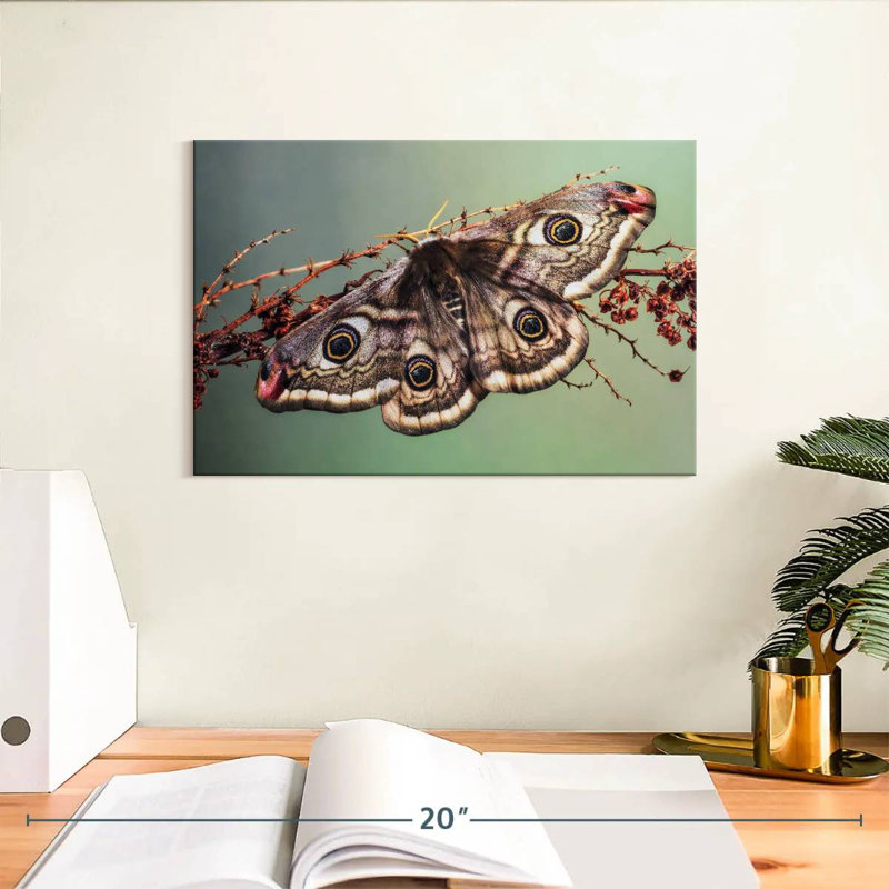 Crowle Emperor Moth, 8" H x 12" W