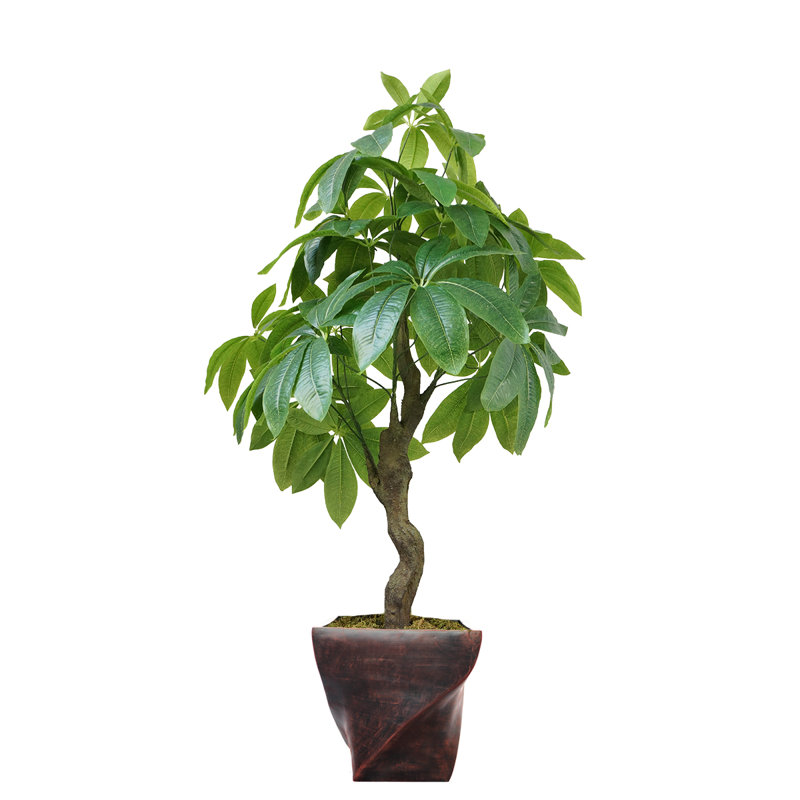 Pachira aquat artificiel Panama en pot