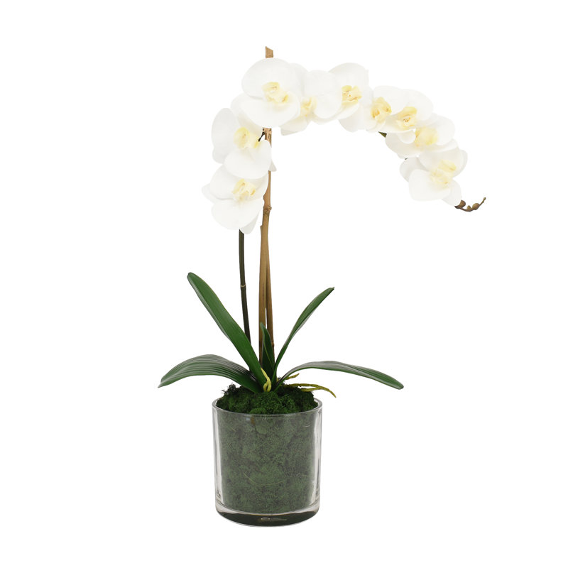 Arrangement d'orchidées phalaenopsis dans un vase